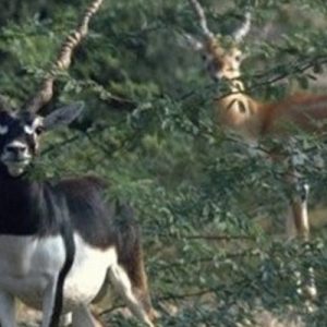 bishnoi village safari