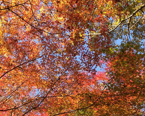 [SALE] Kobe's Mount Rokko Hiking & Arima Onsen Hot Spring Day Trip from ...