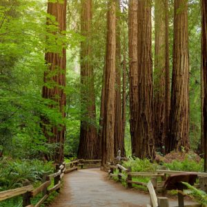 Muir Woods and Sausalito Half Day Tour
