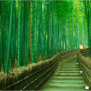 uji tea ceremony experience bamboo forest maruyama park yasaka shrine nishiki market full day tour from osaka