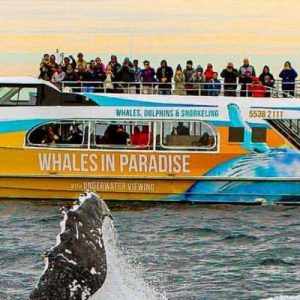 whale watching gold coast