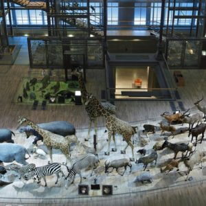 a view of a line of various animals on display