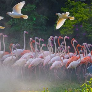 flamingos at chimelong bird park