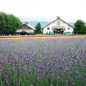 asahiyama zoo furano scenic day trip bus ticket hokkaido