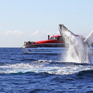 whale watching cruise sydney