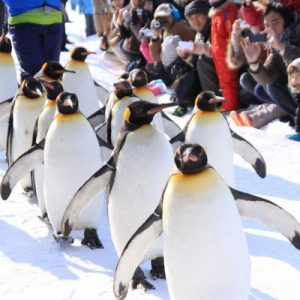 asahiyama zoo tickets