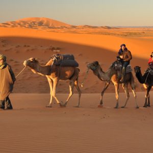 thar desert camel safari