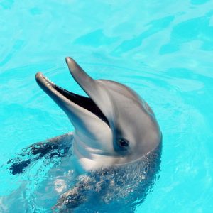 Yehliu Ocean World Ticket