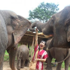 kerchor elephant eco park