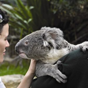 Koala hiding in the bushes