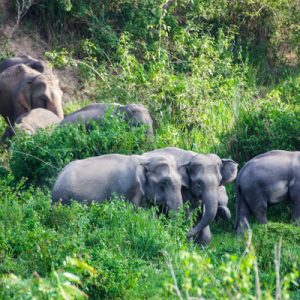 elephants in kui buri national park