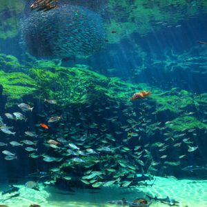 kujukushima aquarium nagasaki