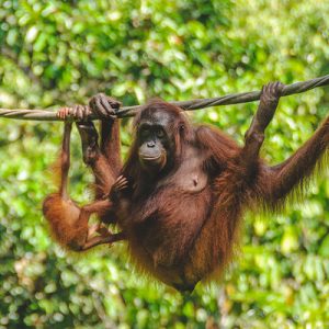 See orangutans in their natural habitat