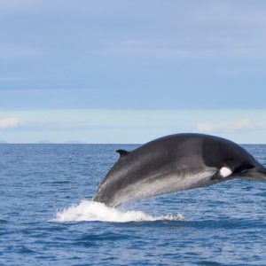 whale dolphin watching cruise reykjavik