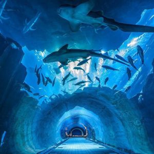 Ocean World Bangkok