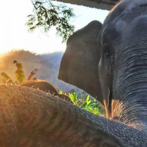 elephant day care chiang mai sanctuary