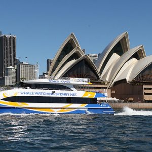 sydney whale watching cruise