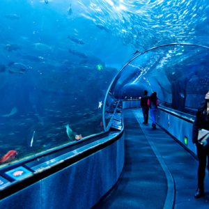 aquarium of the bay ticket