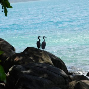 maithon island