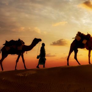 camel desert trek