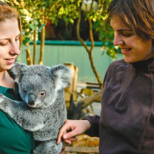 Koala at Featherdale Wildlife Park