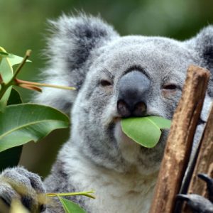 kuranda koala gardens