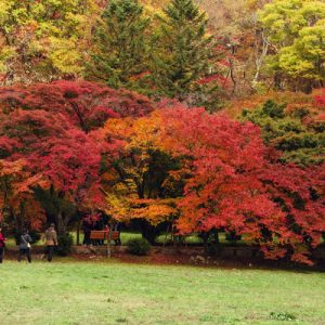 Naejangsan National Park day tour