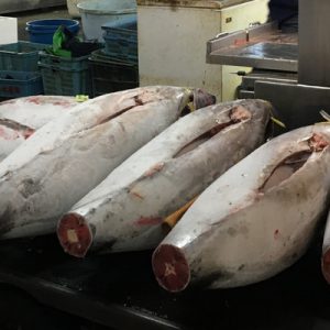 tuna at adachi fish market