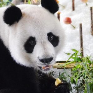 Chiang Mai Zoo Aquarium One Day Pass