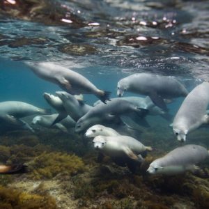 swim with sea lions port lincoln