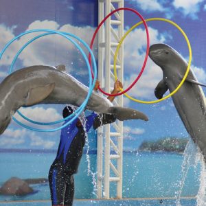 pattaya dolphin world tickets
