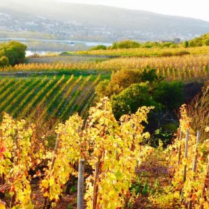 a vineyard in the commune of Ampuis in France