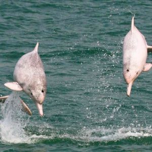 粉红海豚生态游