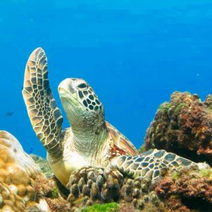海龟共泳体验潜水