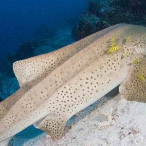 普吉岛花岛海域潜水