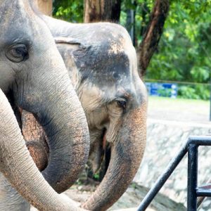 绿山野生动物园