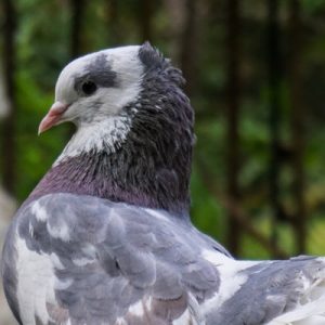 普吉岛百鸟园门票