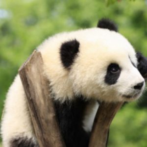 成都大熊猫繁育研究基地门票