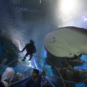 Aquaria KLCC 水族馆门票