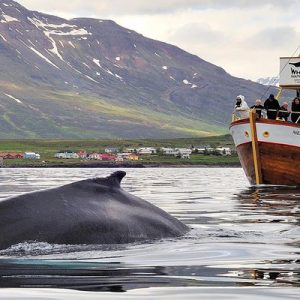 Hauganes 观鲸与海钓体验