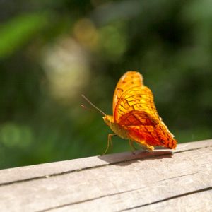 澳大利亚蝴蝶保护区门票