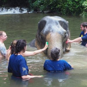 泰国大象护理体验