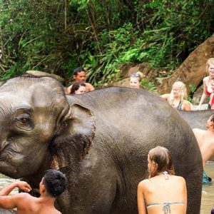大象保护区半日游