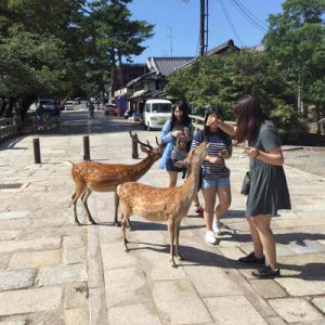 日本京都奈良古城探访一日游（大阪出发）