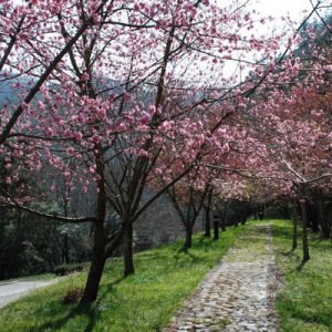 武陵农场赏樱一日游